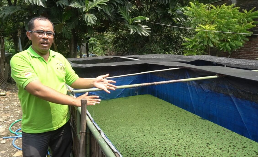 Cara Budidaya Azolla Dengan GDM Dijamin Bisa Penuhi Pakan Ikan Cara Budidaya Azolla Dengan GDM Dijamin Bisa Penuhi Pakan Ikan